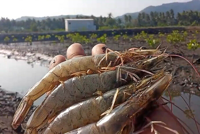 「あなたの眠りが森になります」PBマングローブの森の植林状況報告 <br>およびインドネシアにおけるマングローブ植林活動の拡大